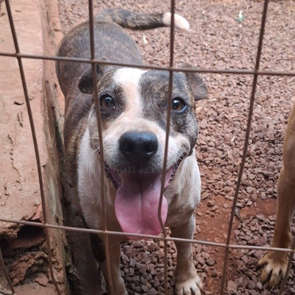 Cachorro para adoção