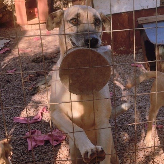 Cachorro para adoção
