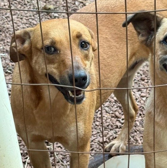 Cachorro para adoção