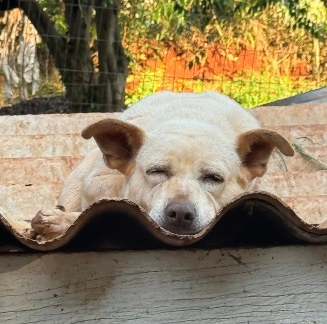 Cachorro para adoção