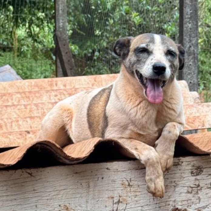 Cachorro para adoção