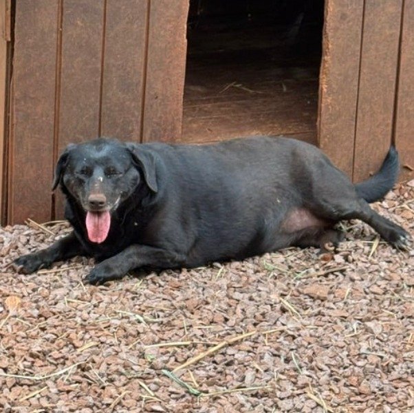 Cachorro para adoção