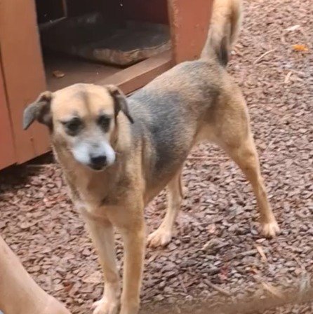 Cachorro para adoção