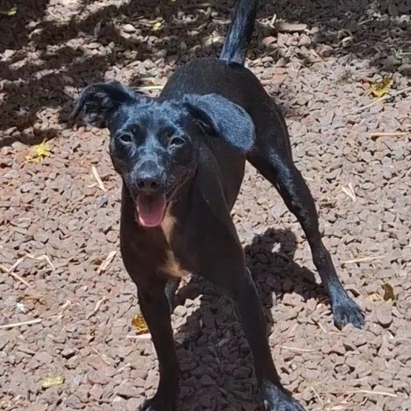 Cachorro para adoção