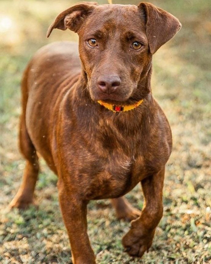 Cachorro para adoção