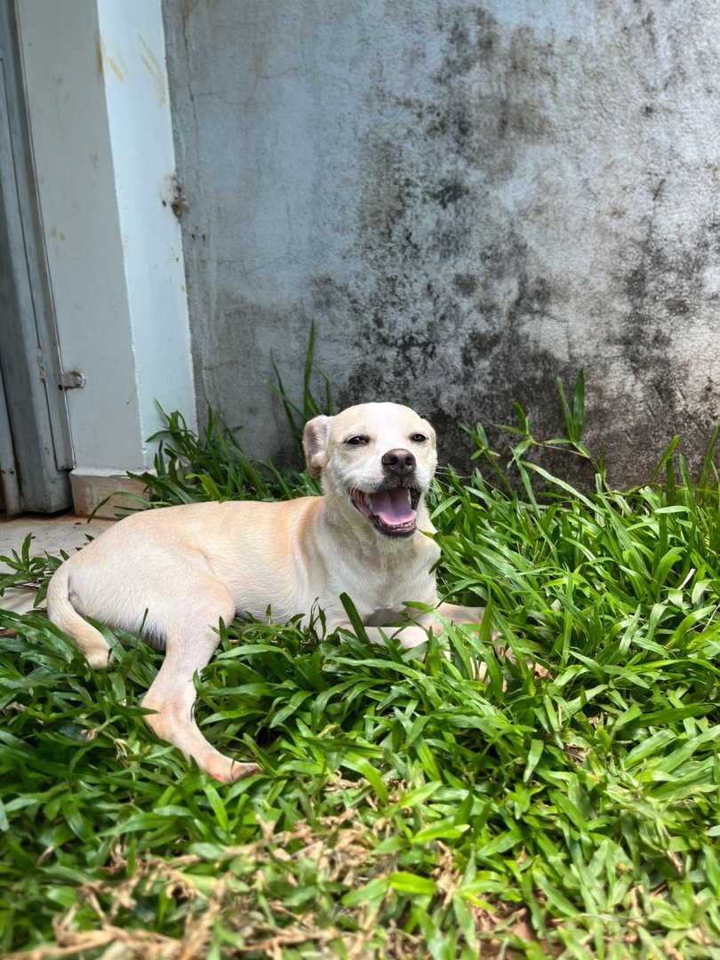 Cachorro para adoção