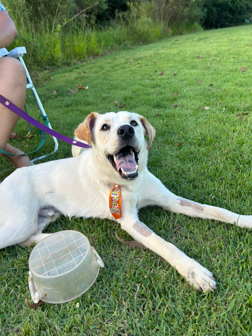Cachorro para adoção
