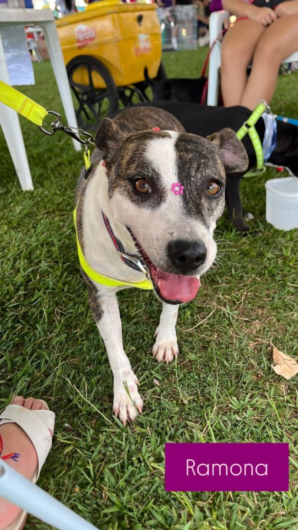 Cachorro para adoção
