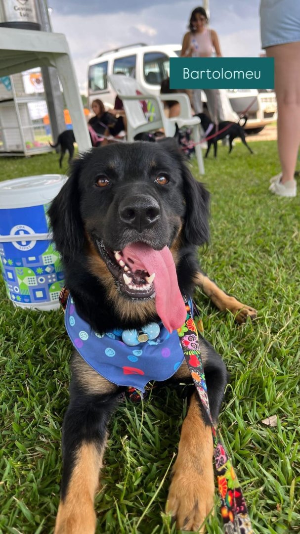 Cachorro para adoção