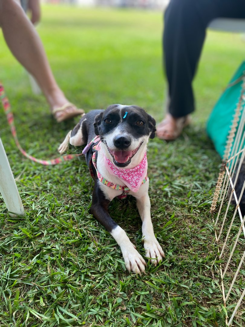 Cachorro para adoção