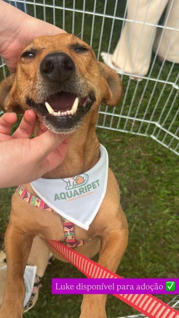 Cachorro para adoção