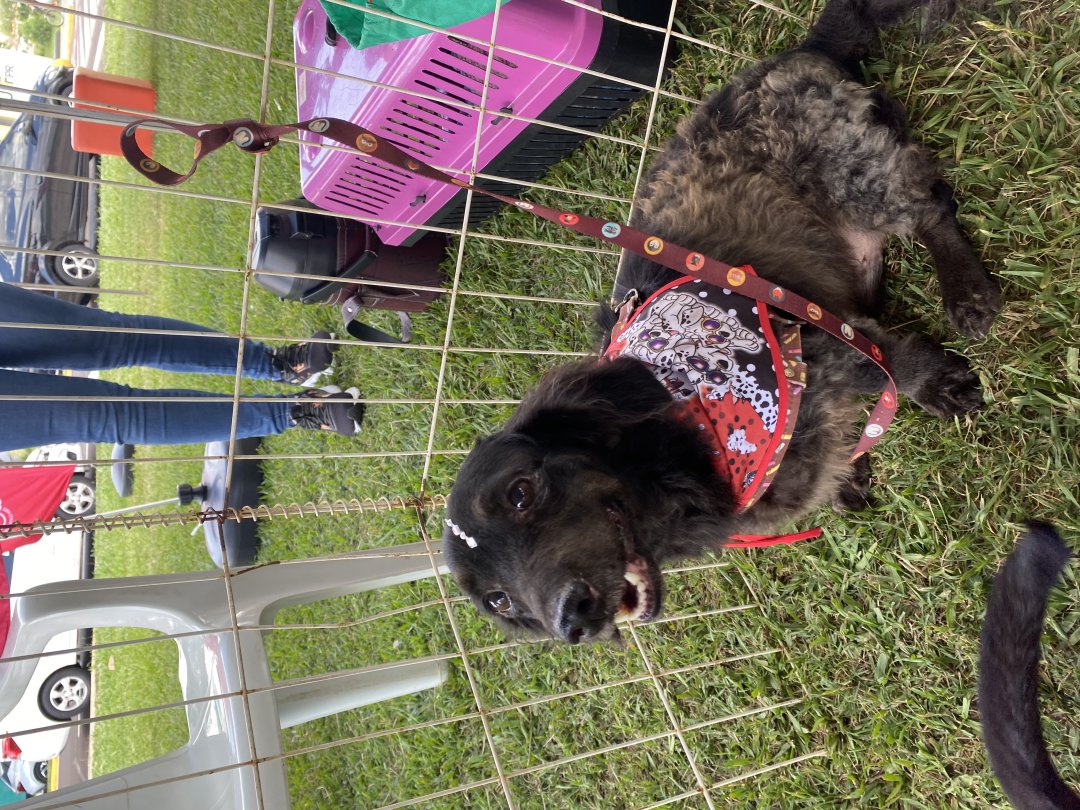 Cachorro para adoção