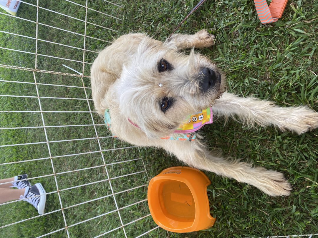 Cachorro para adoção