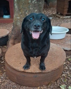 Cachorro para adoção