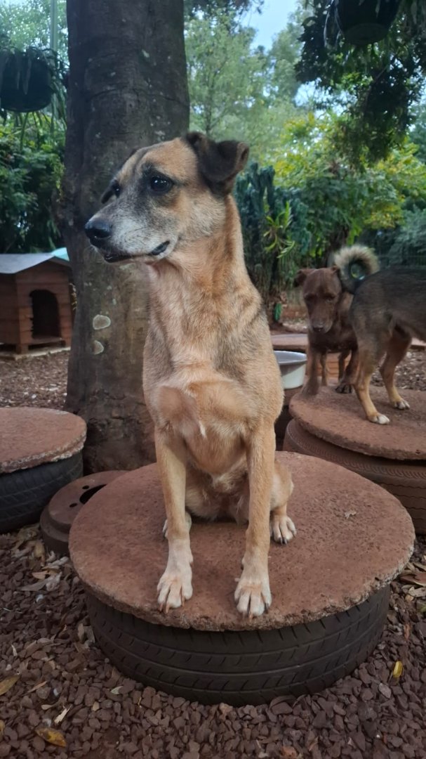 Cachorro para adoção