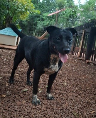 Cachorro para adoção