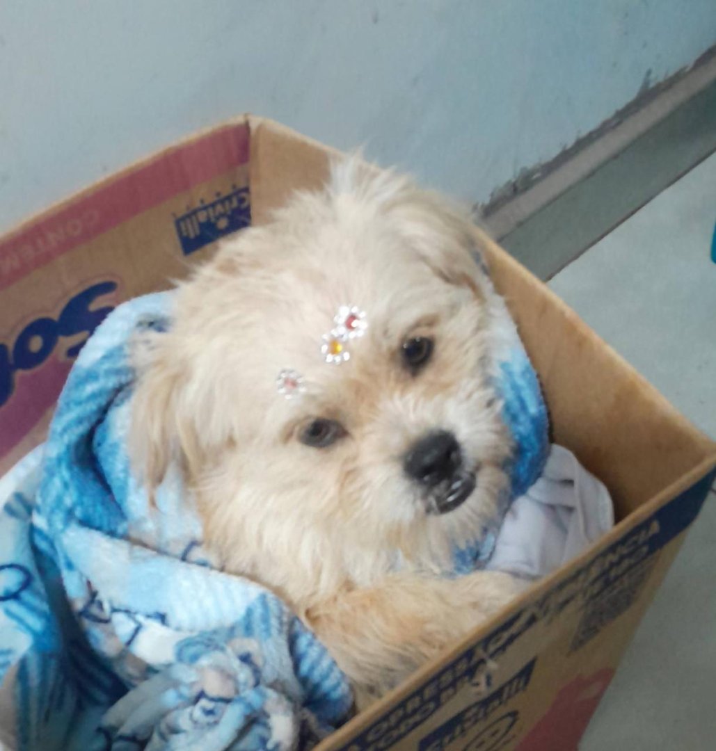 Cachorro para adoção