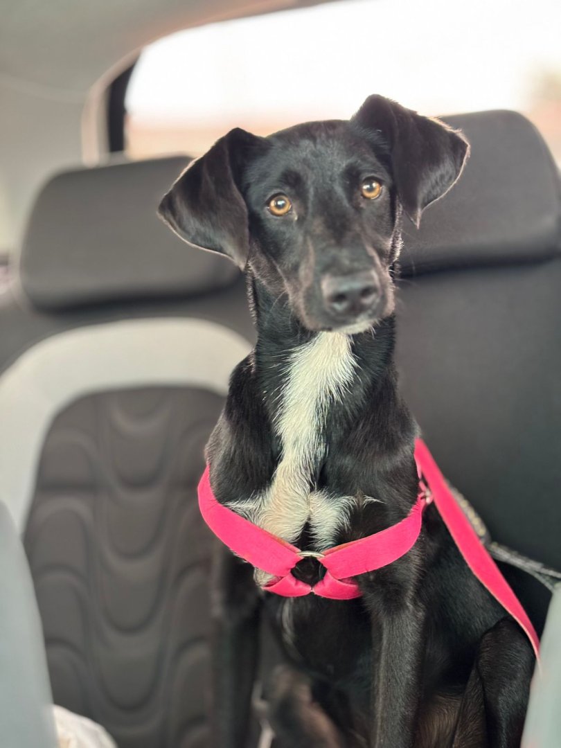 Cachorro para adoção