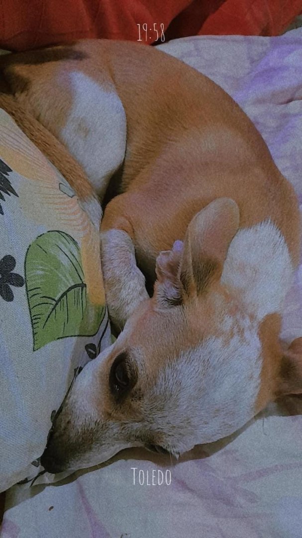 Cachorro para adoção