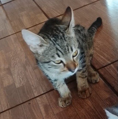 Gato para adoção