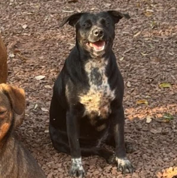 Cachorro para adoção