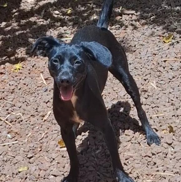 Cachorro para adoção