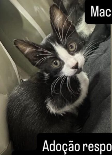 Gato para adoção