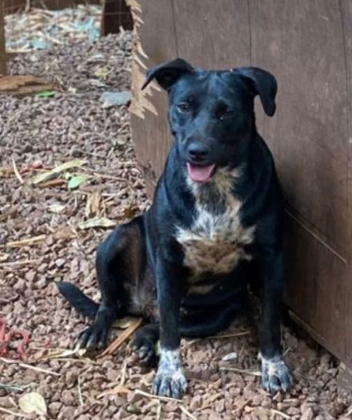 Cachorro para adoção
