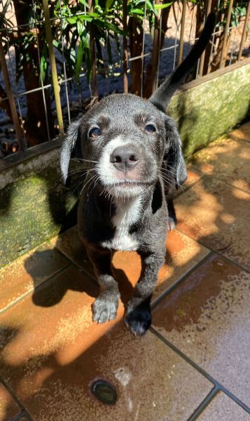 Cachorro para adoção