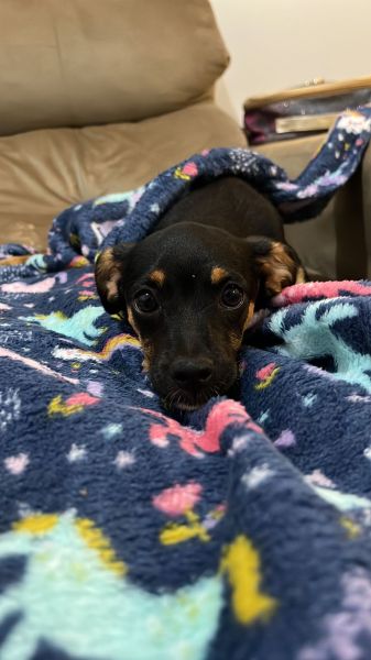 Cachorro para adoção