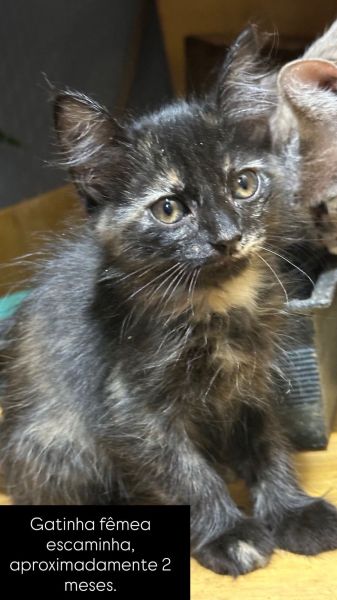 Gato para adoção