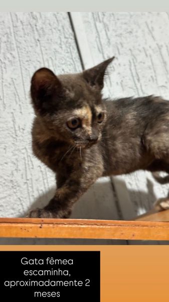 Gato para adoção