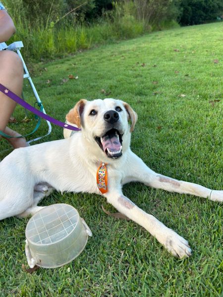 Cachorro para adoção