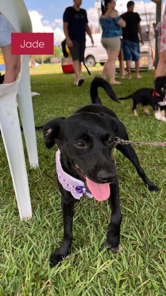 Cachorro para adoção