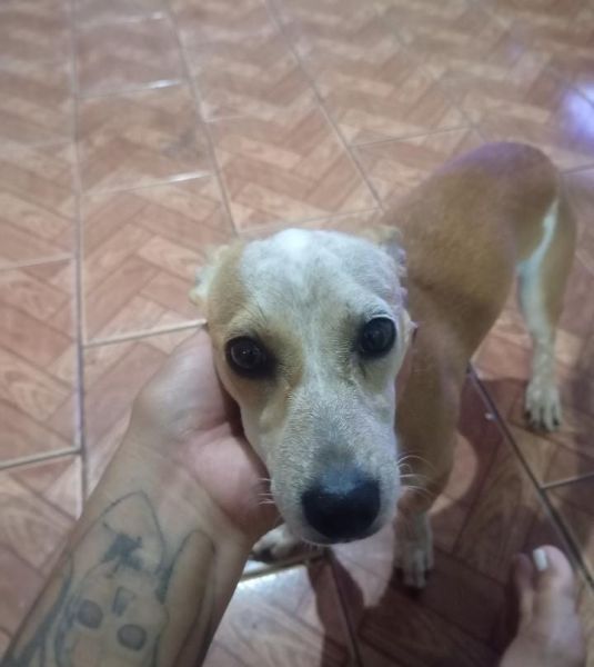 Cachorro para adoção