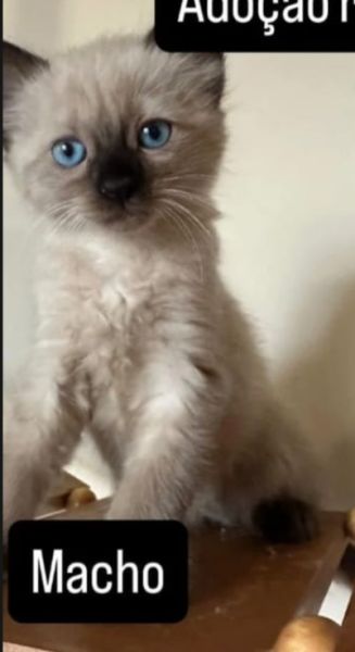 Gato para adoção