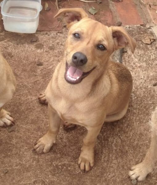 Cachorro para adoção