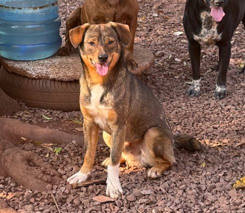 Cachorro para adoção
