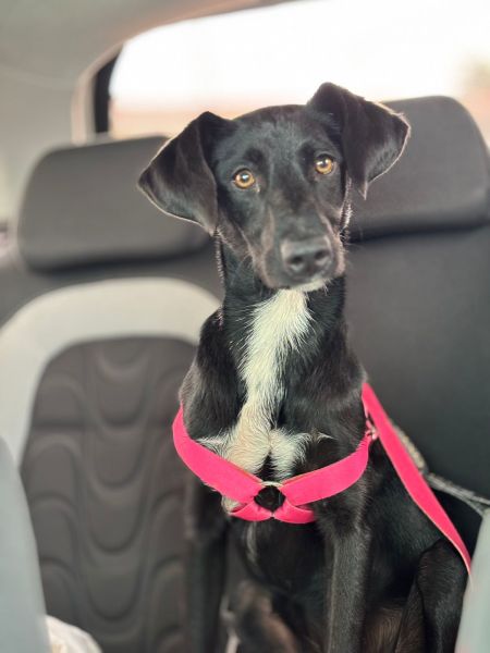 Cachorro para adoção