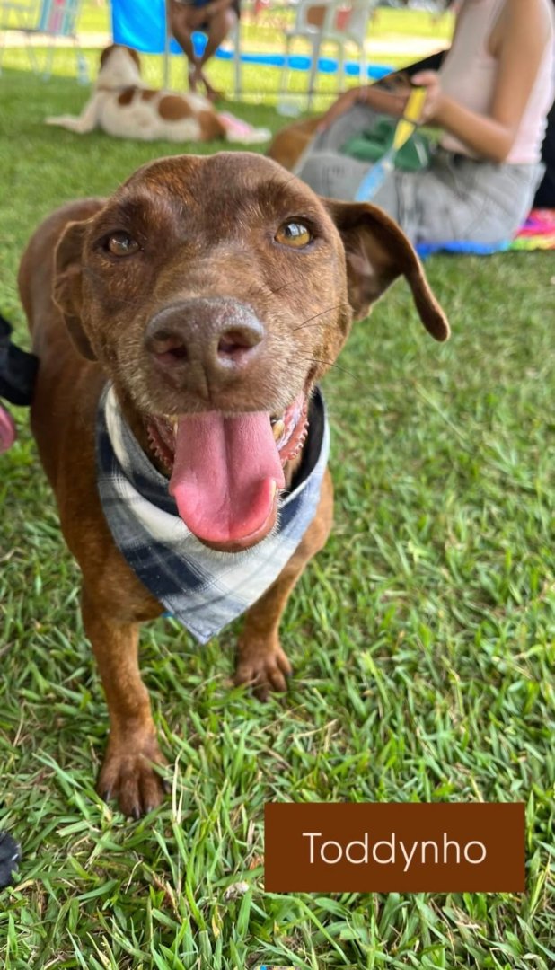 Cachorro para adoção