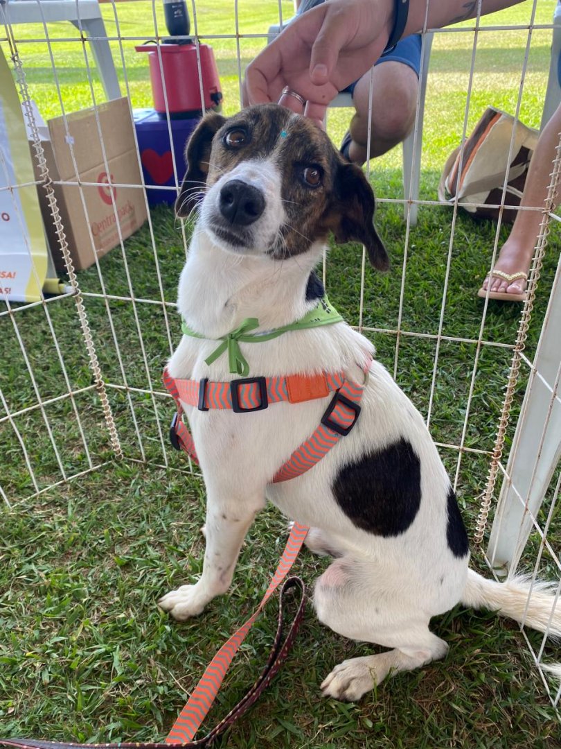 Cachorro para adoção