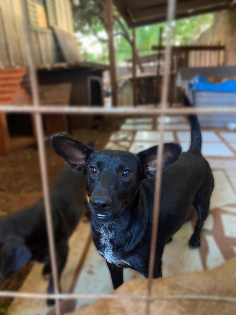 Cachorro para adoção