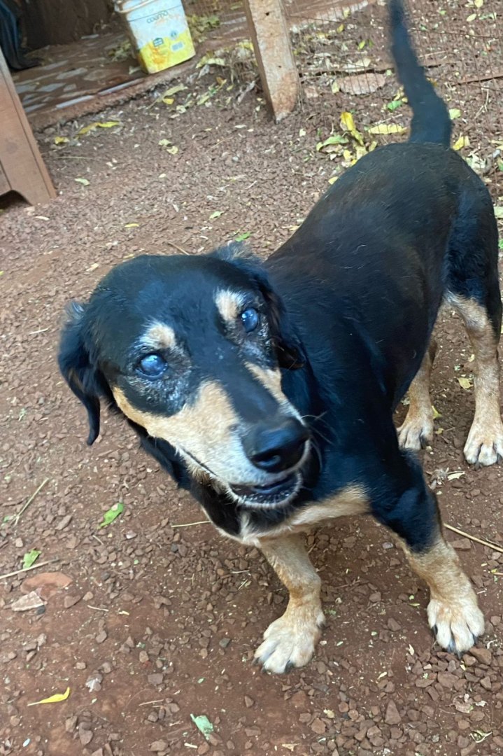 Cachorro para adoção