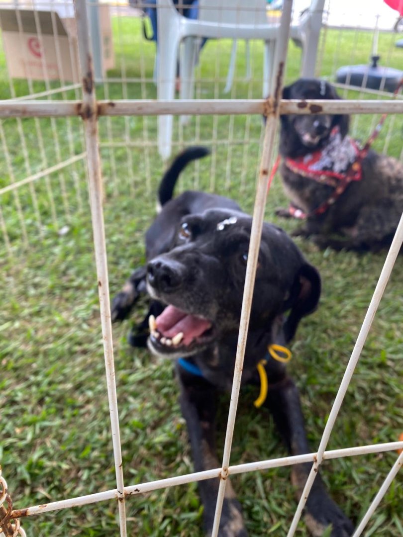 Cachorro para adoção