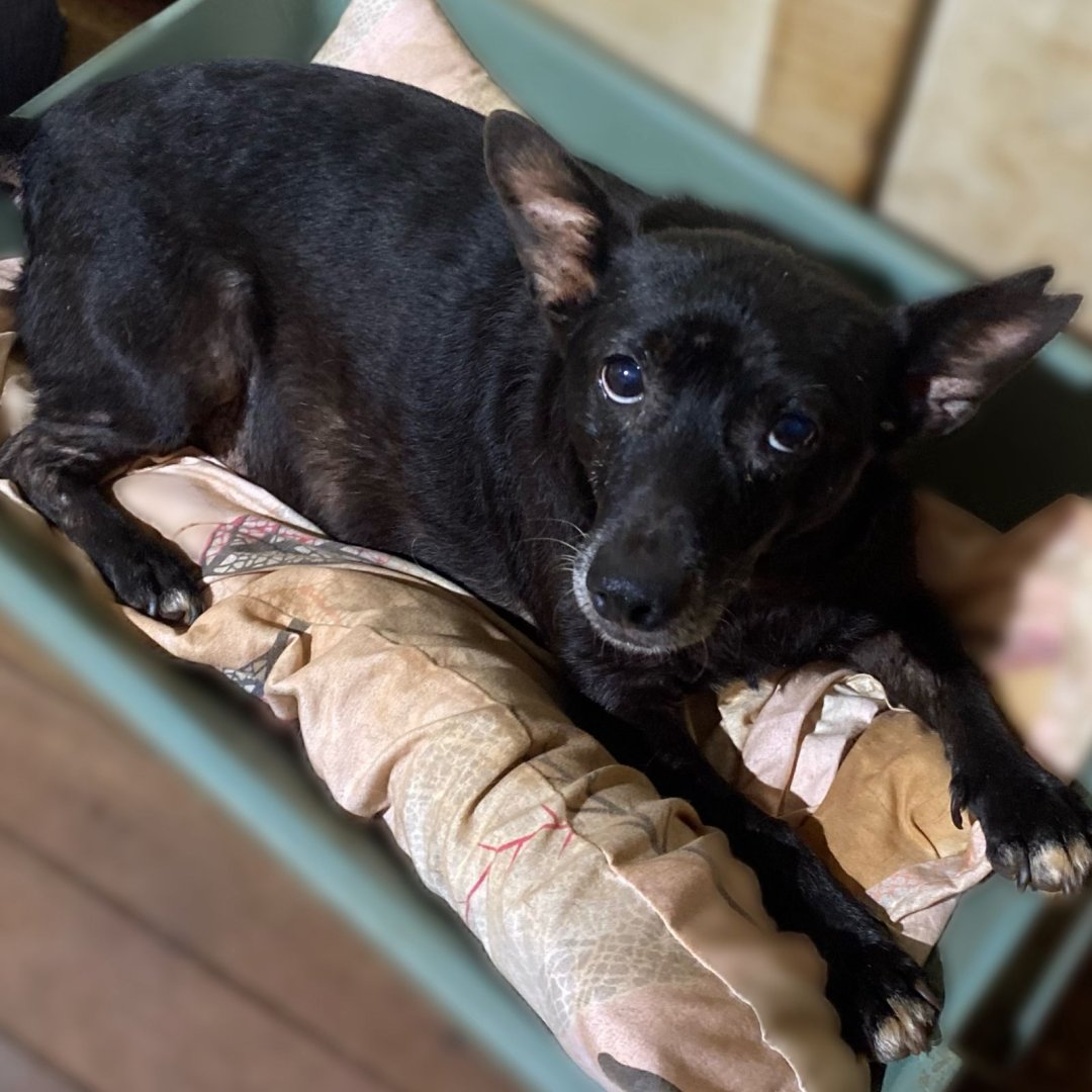 Cachorro para adoção