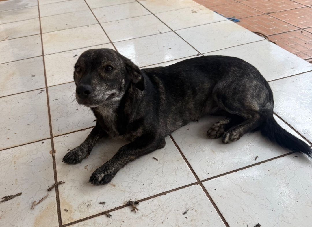 Cachorro para adoção