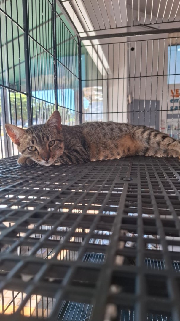 Gato para adoção
