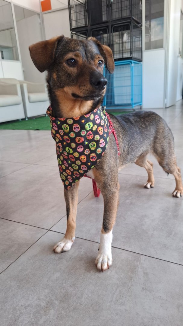 Cachorro para adoção