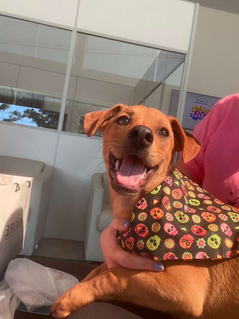 Cachorro para adoção