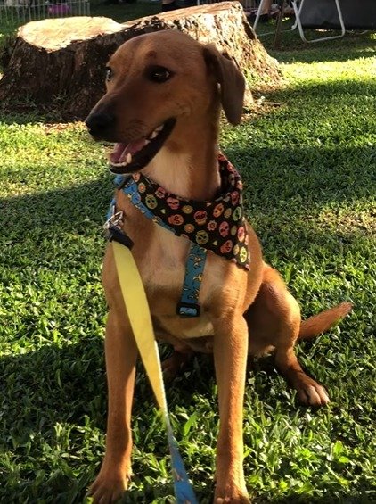 Cachorro para adoção